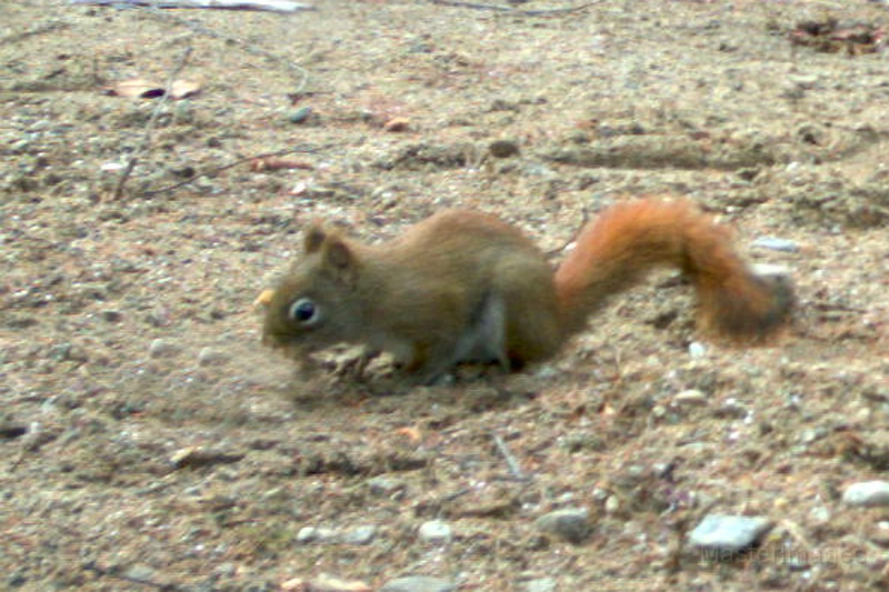 RedSquirrel120509_0924hrs.jpg